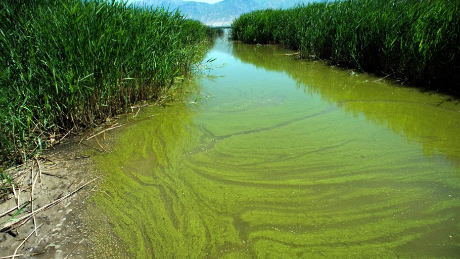 Ядовитые водоросли