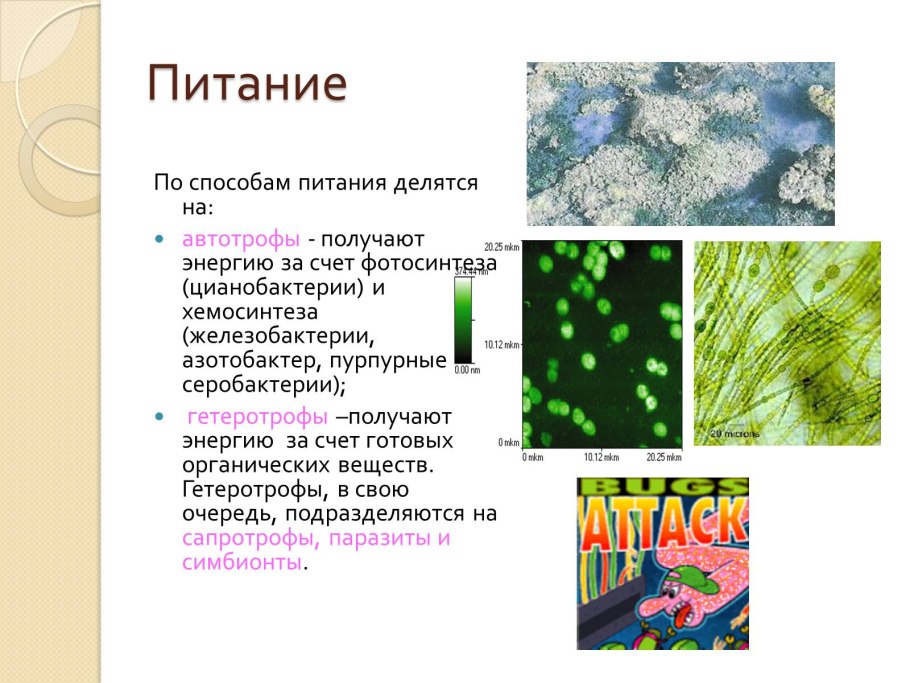 Нитчатые цианобактерии