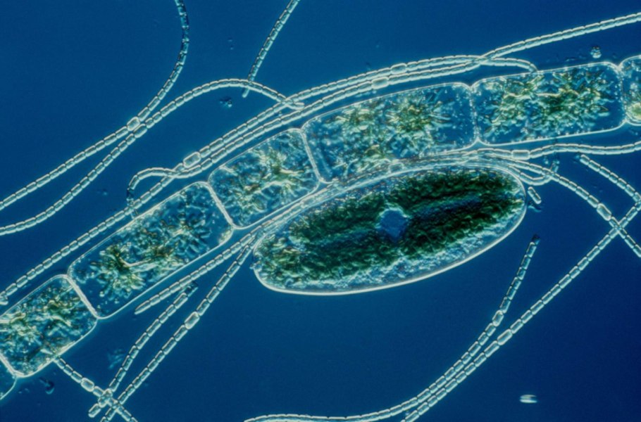 Филум cyanobacteria