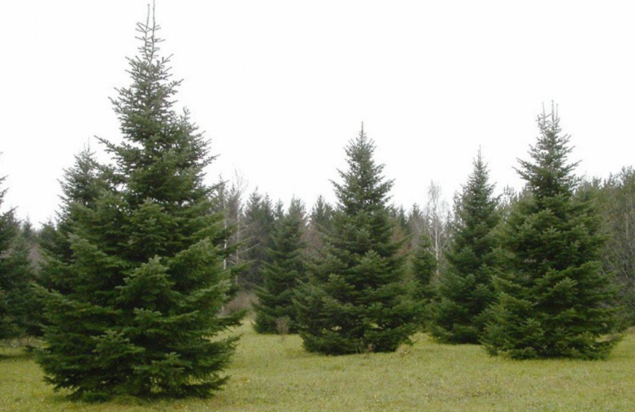 Пихта Сибирская крупномер ландшафт