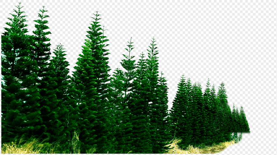 Еловый лес на прозрачном фоне