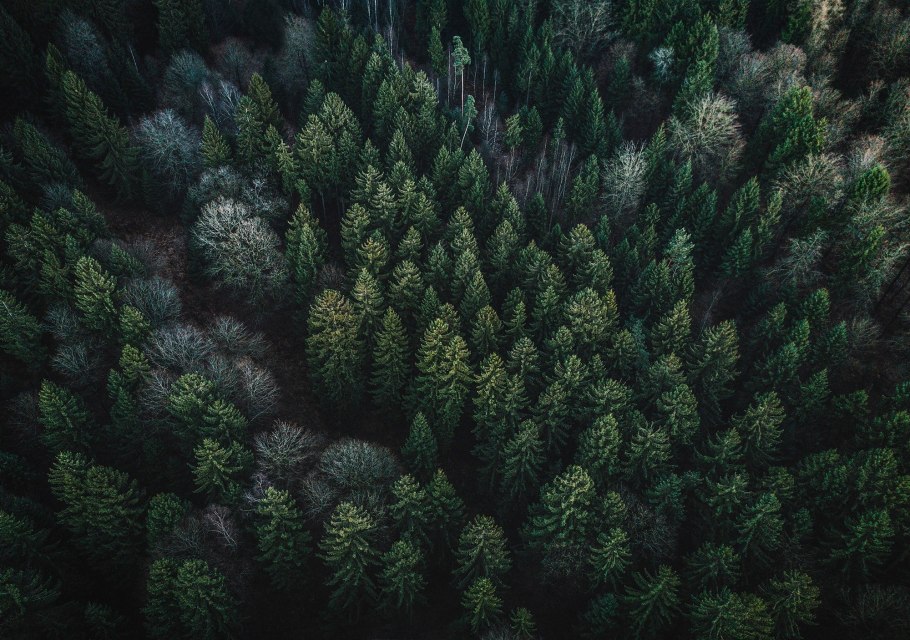 Тайга хвойные леса России