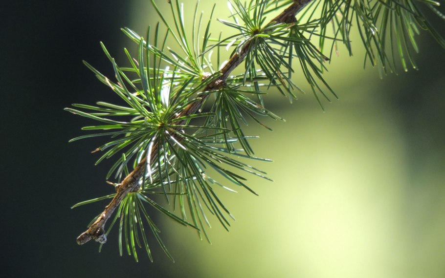 Хвойные ветки