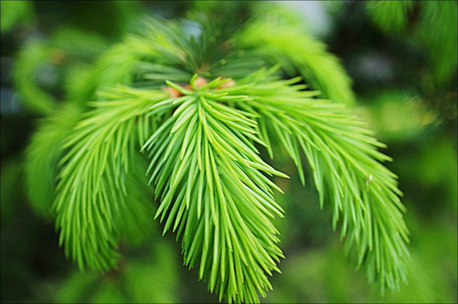 Ветка Еловая