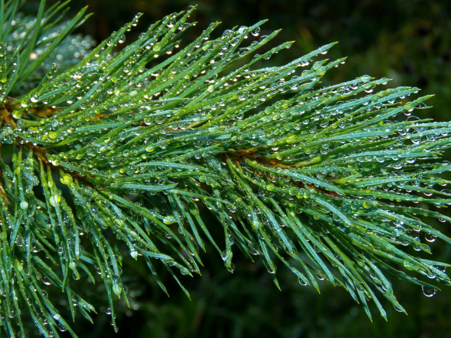 Елочка в лесу на белом фоне