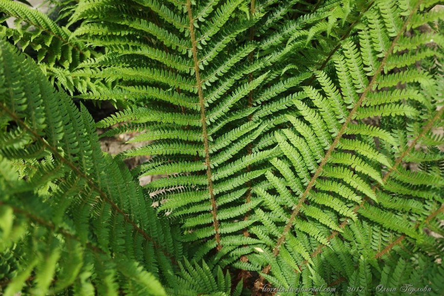 Килларнийский папоротник
