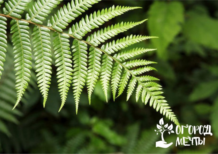 Папоротник Athyrium filix-Femina