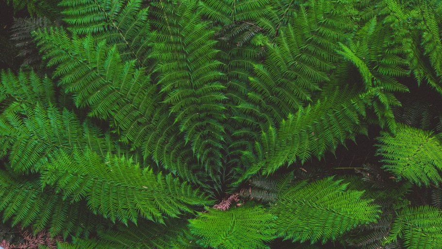 Папоротник Щитовник красный