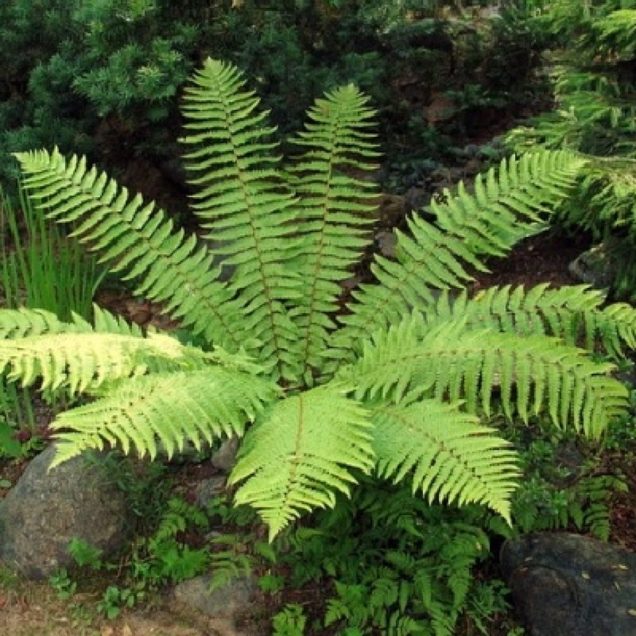 Папоротники названия