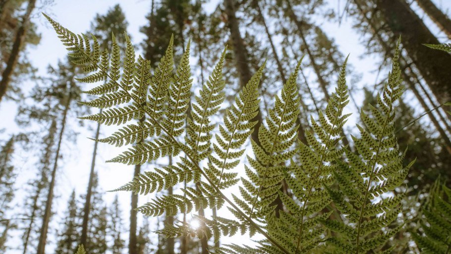 Байкальский заповедник папоротник