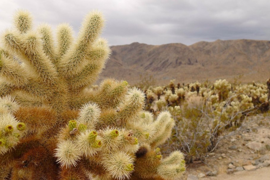 Суккуленты пустыни карру