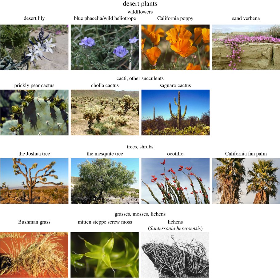 Кактус в пустыне