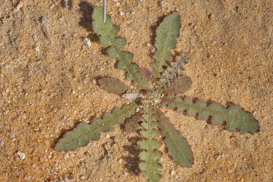 Сухой Кактус