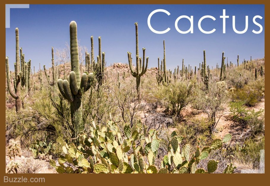 Растения которые живут в пустыне