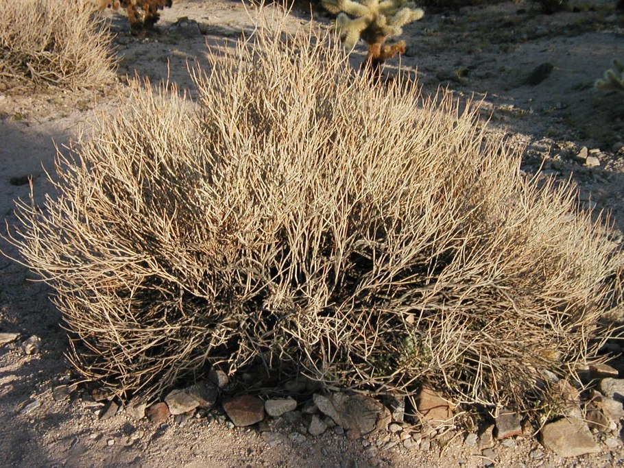 Пустыня Намиб вельвичия