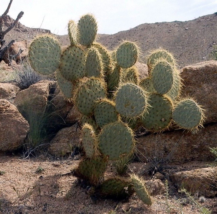 Кактусы в горах Боливии