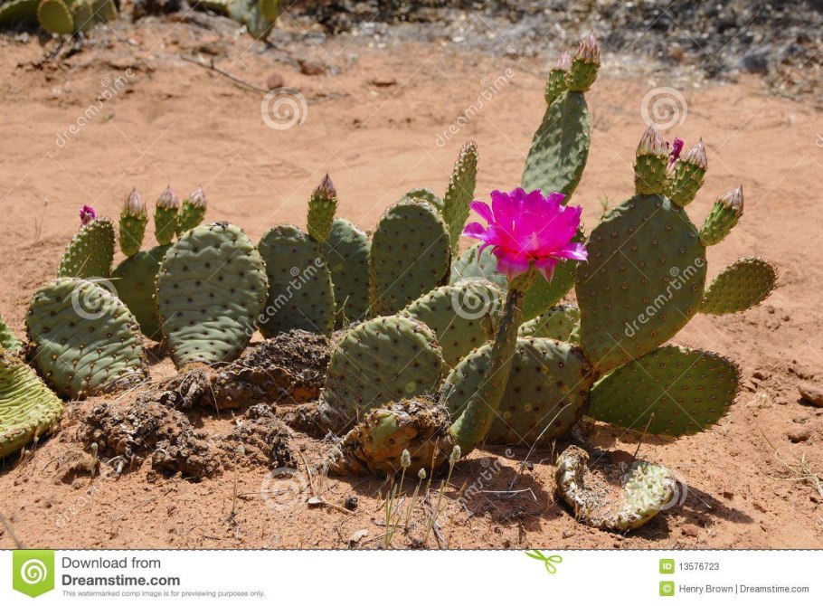 Засушливых регионах Юго-Запада США