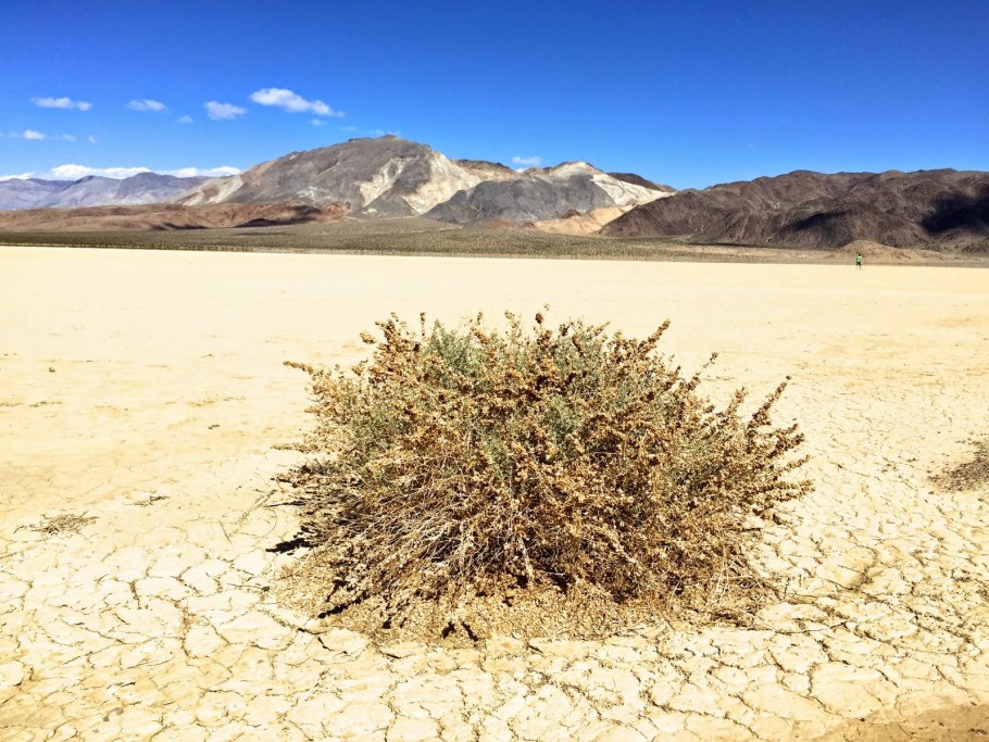 Кактусовые Мохаве