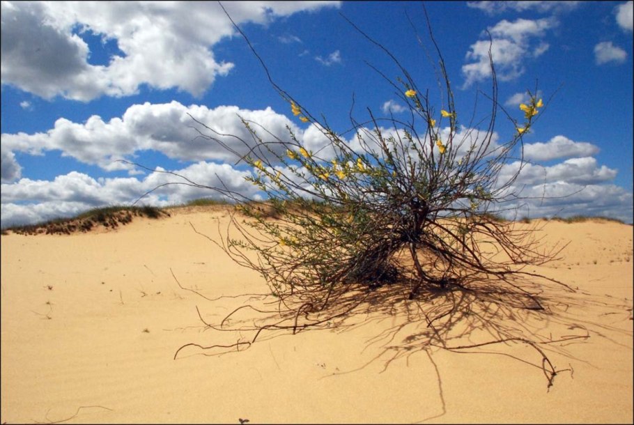 Plants that Lives in Desert
