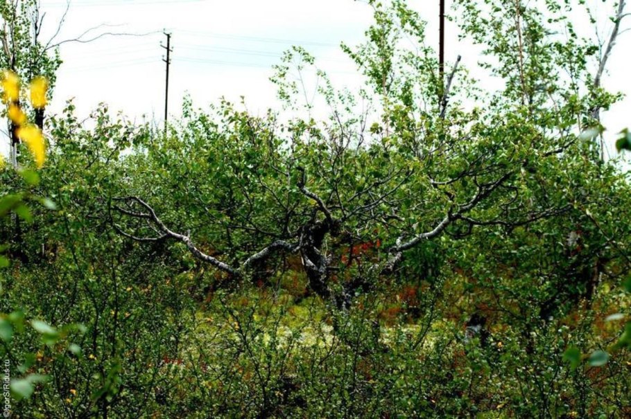 Карликовая берёза в тундре