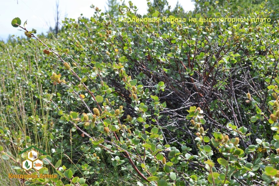 Береза карликовая Betula Nana