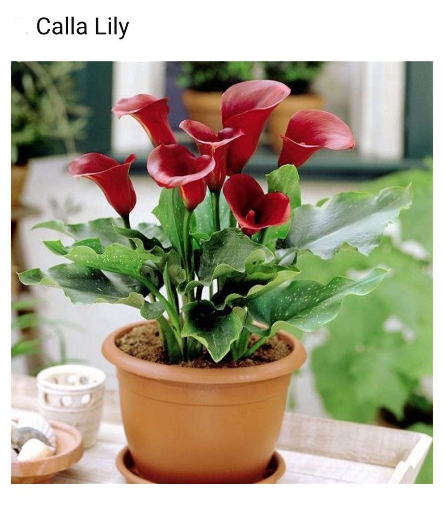 Калла Блэк Мэджик