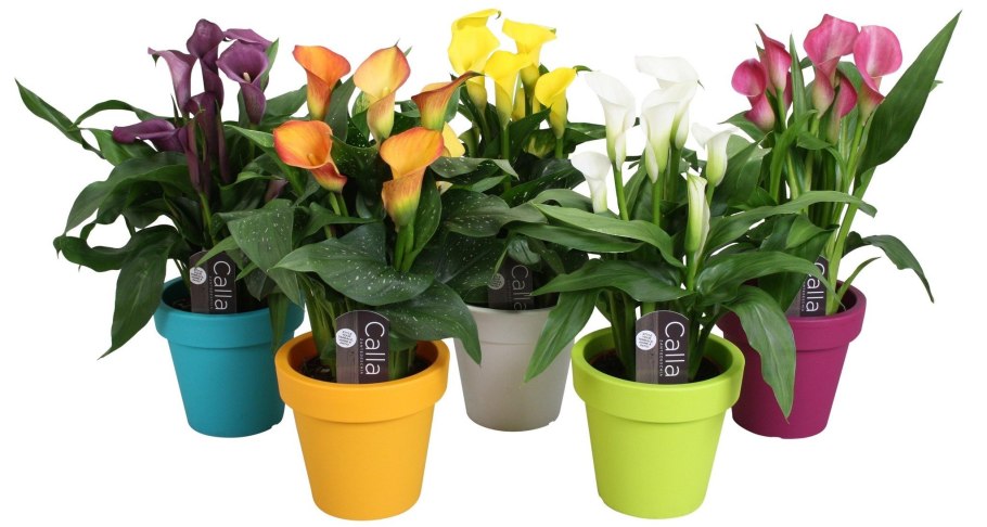 Зантедеския (Калла) (Zantedeschia)