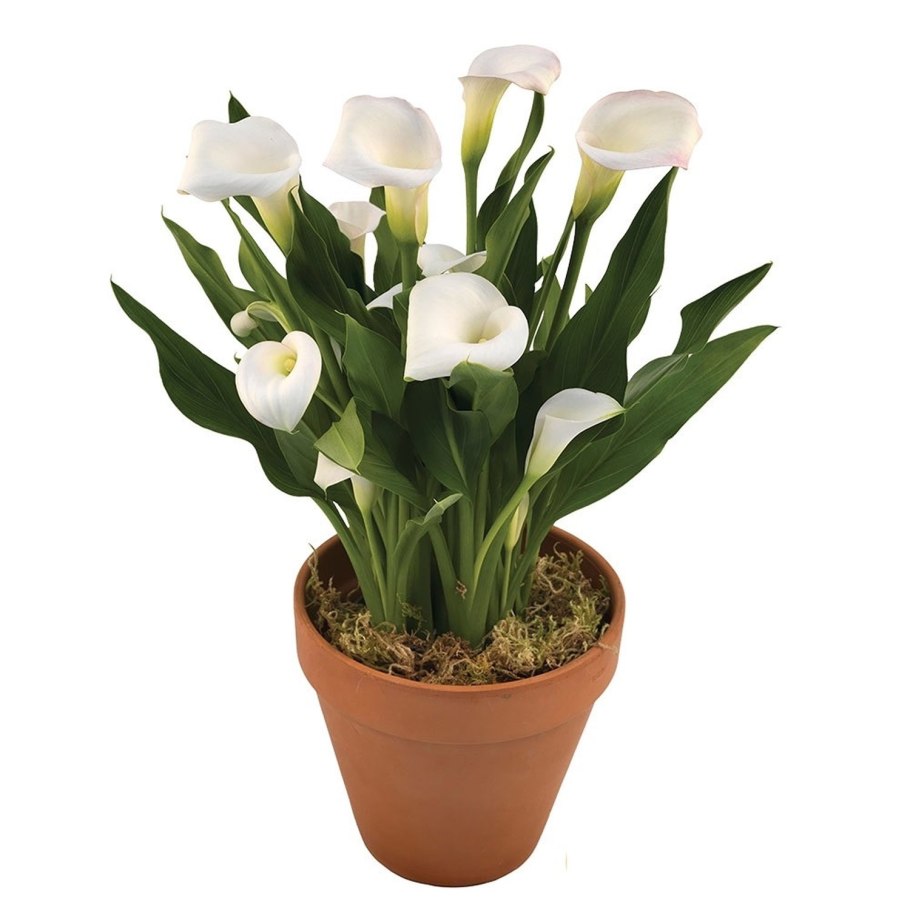 Красные каллы в горшке