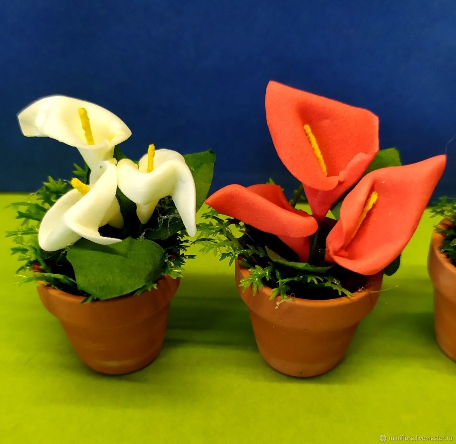 Калла Саншайн