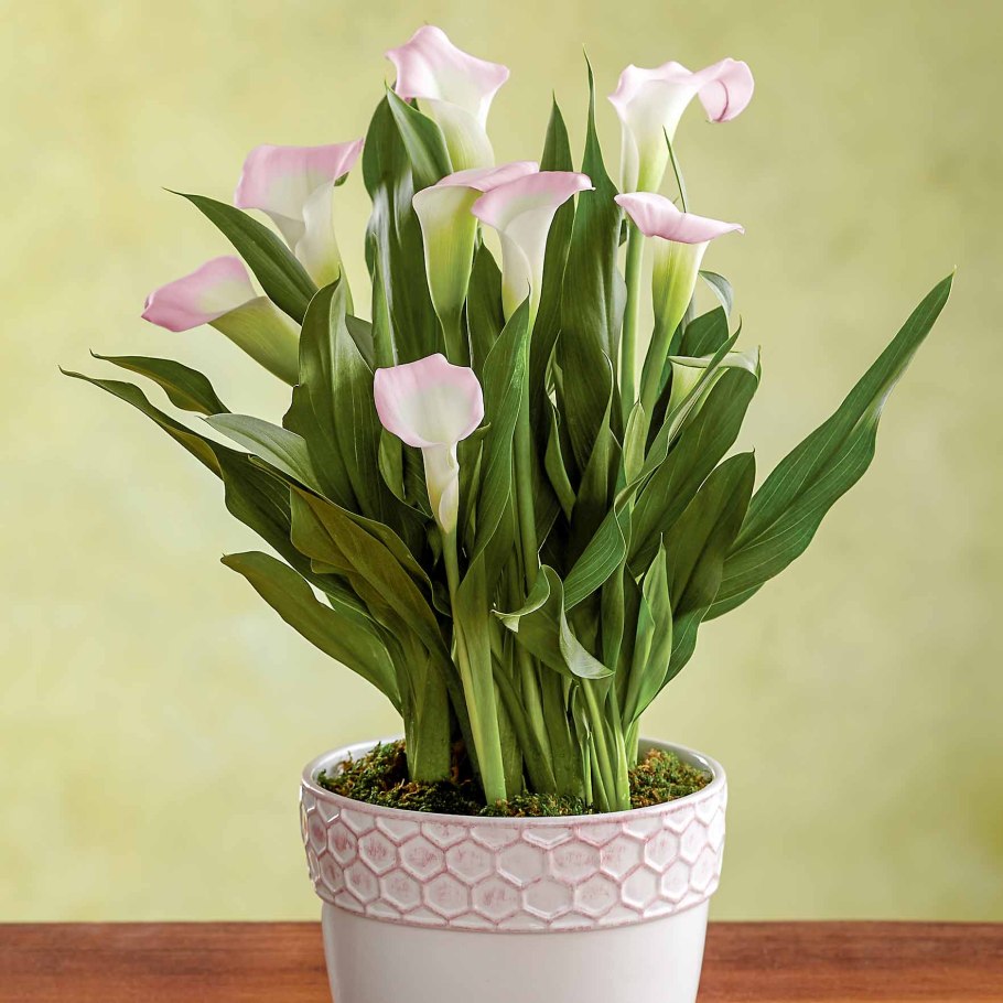 Зантедеския Эллиота