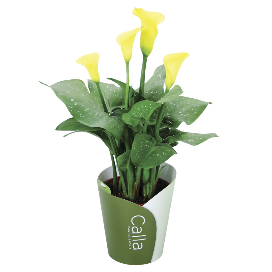 Калла Кристал Блаш рехмани