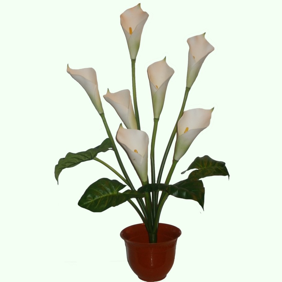 Калла цветок в горшке