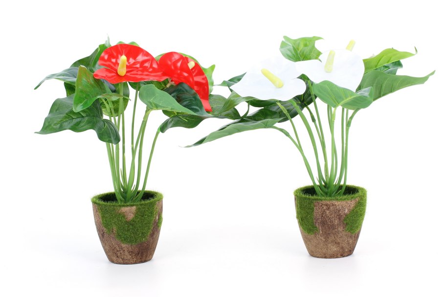 Калла(Zantedeschia) Captain Safari