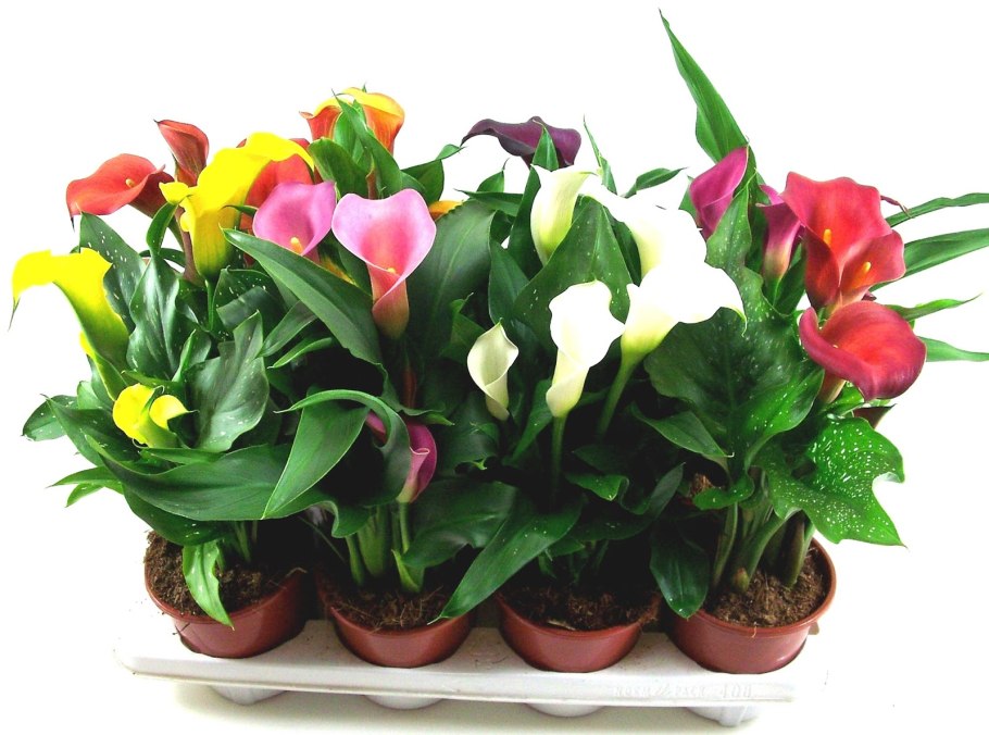 Зантедеския d12