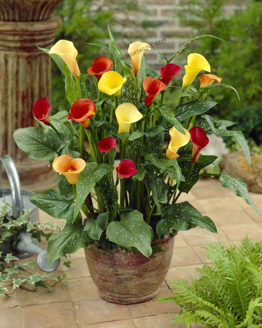 Калла Зантедеския