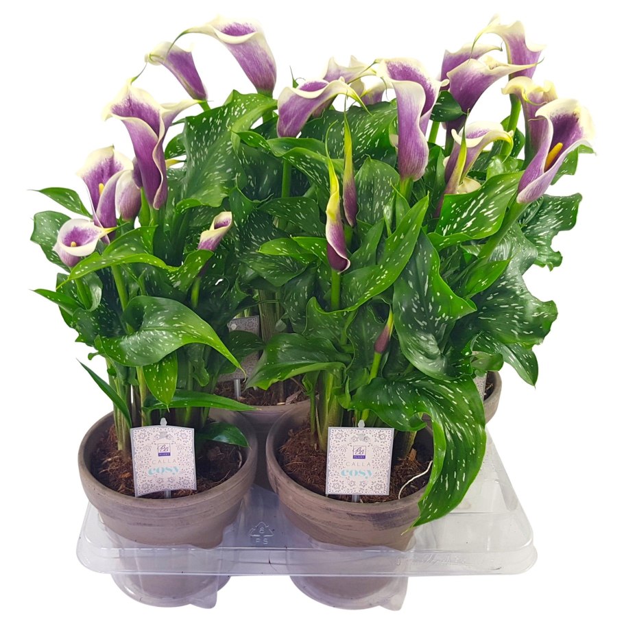 Горшочные цветок Зантедеския