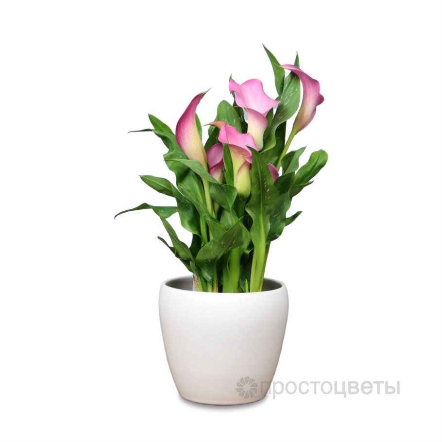 Калла Мемориез