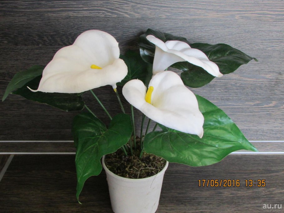 Калла Зантедеския Эллиота