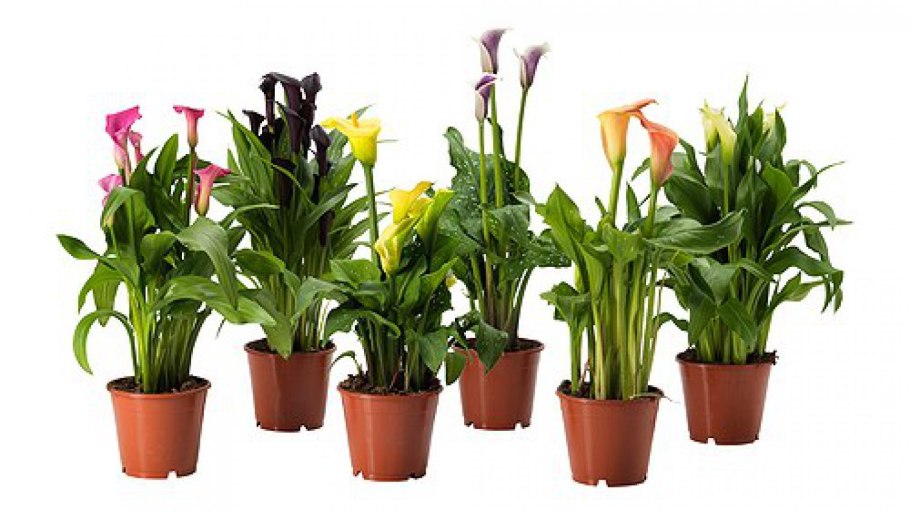 Зантедеския микс d:12h:40