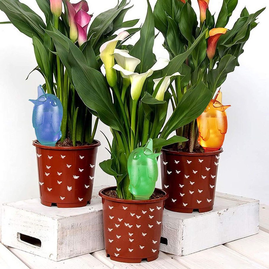 Калла (Zantedeschia) Пако