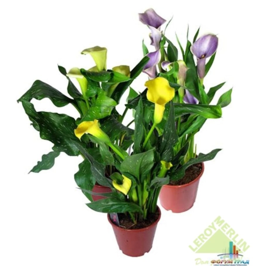 Калла флорекс Голд