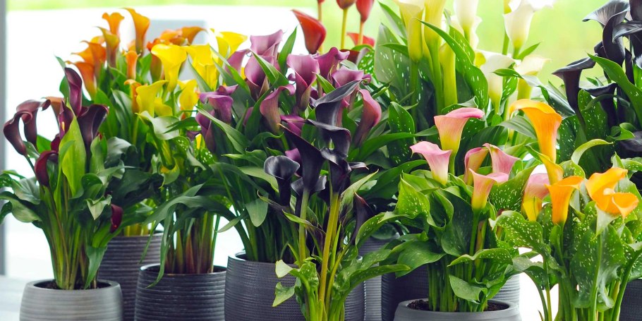 Калла белая горшечная