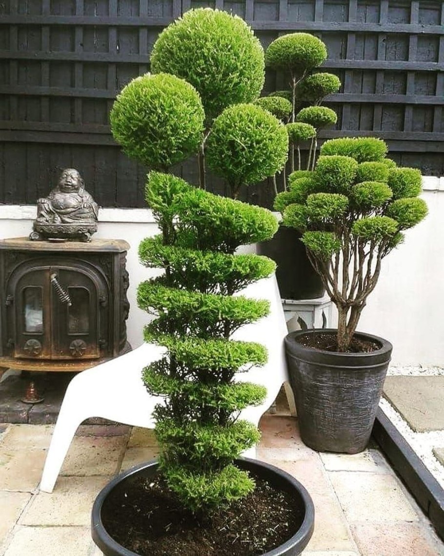 Бонсай клен ниваки