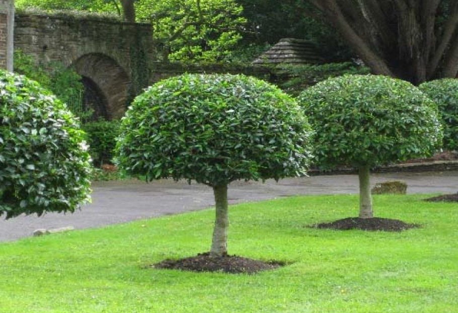 Сосна обыкновенная Ватерери бонсай