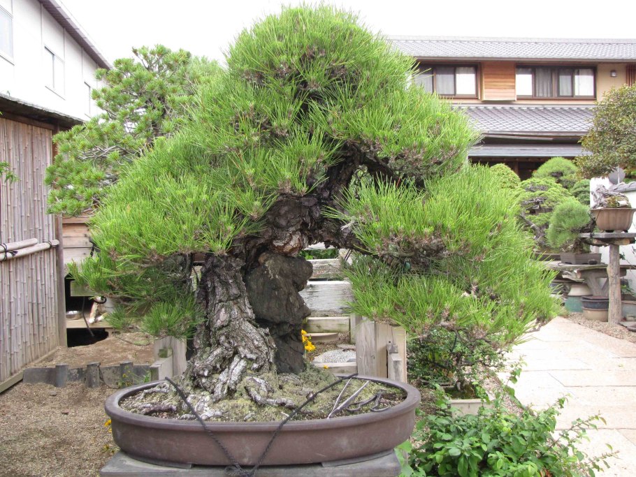 Катальпа бигнониевидная Нана