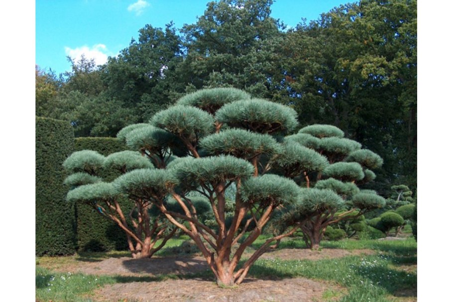 Ниваки в японском саду