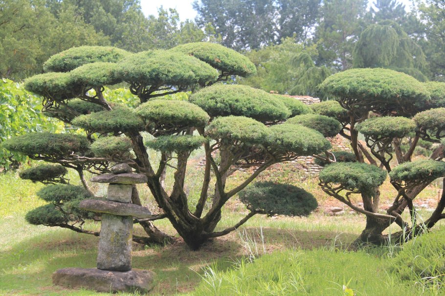 Бирючина краснолистная