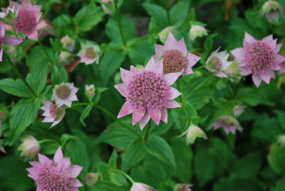 Астранция крупная Спарклинг старс Пинк