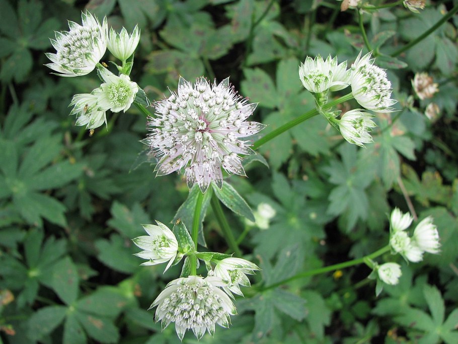 Астранция Star of Fire