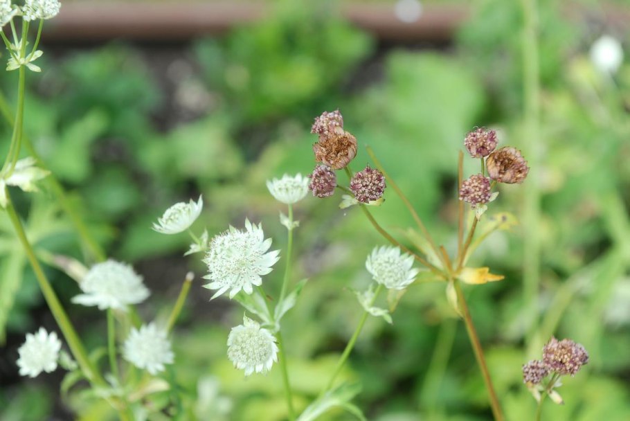 Astrantia Major 'Sunningdale variegated'